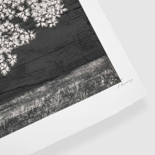 Adventice, Montpellier, France, 2025