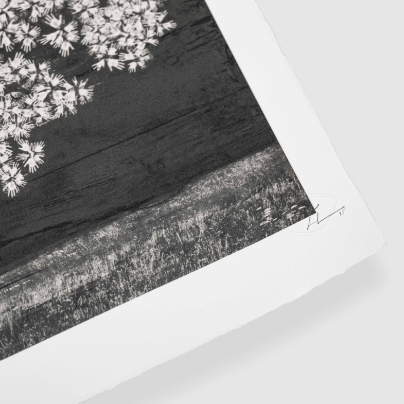 Adventice, Montpellier, France, 2025